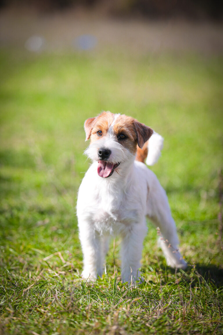 Casino Jack russell terrier