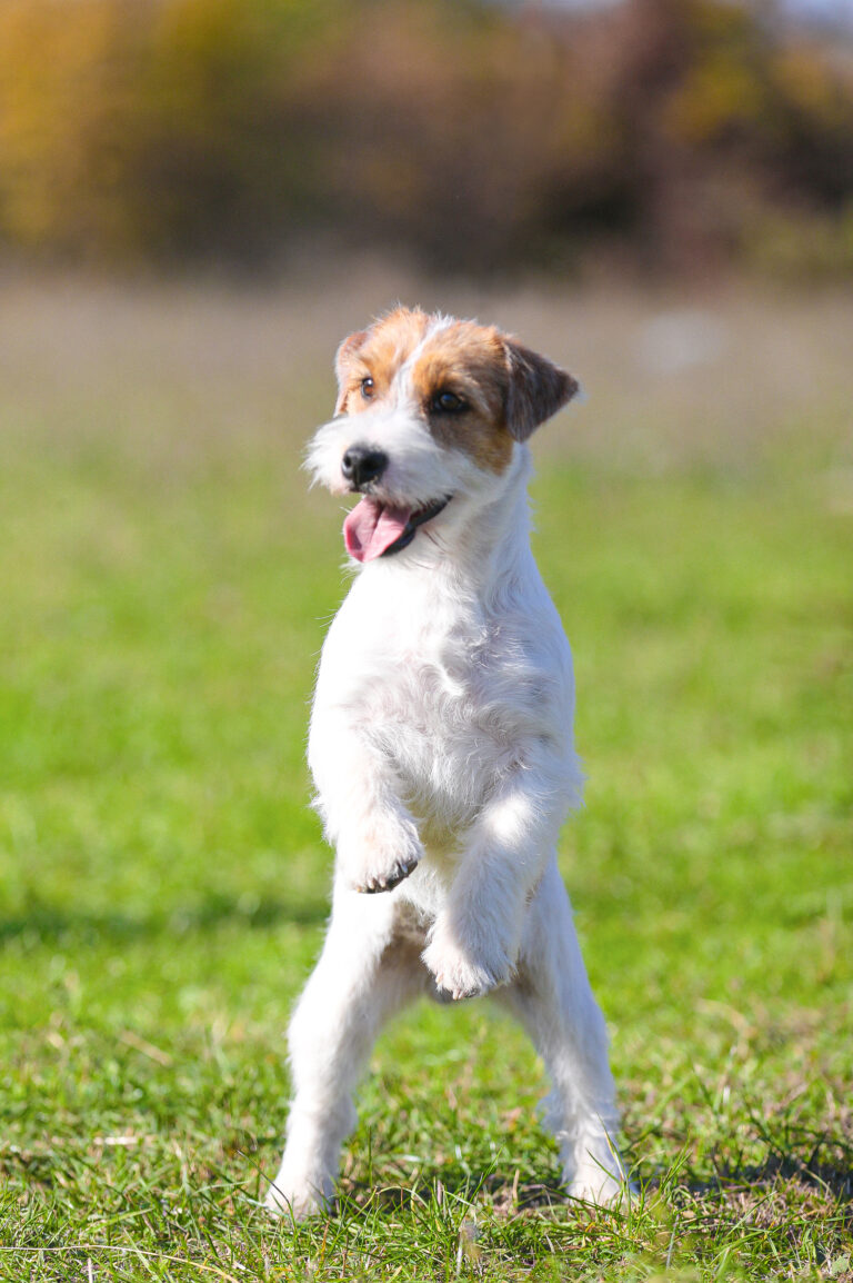 Casio Jack russell terrier Royal terrier