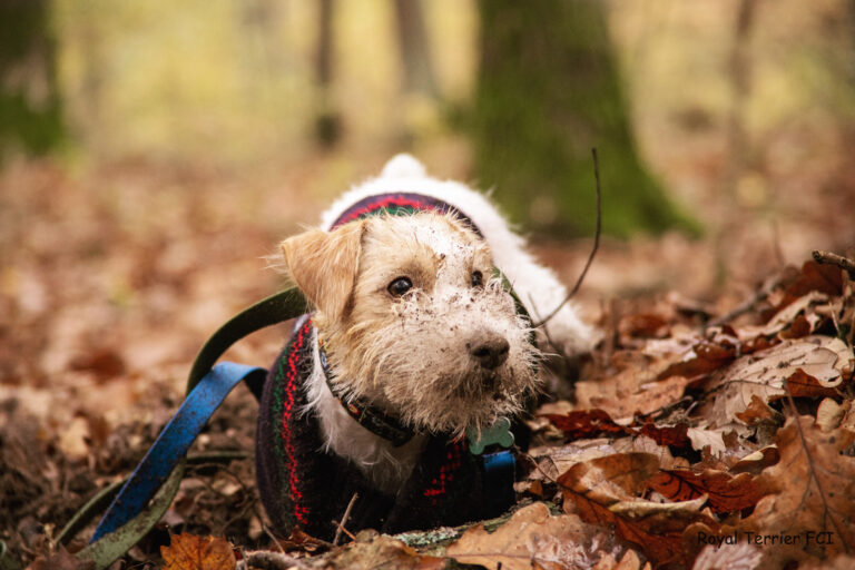 hodowla Jack Russell terrier