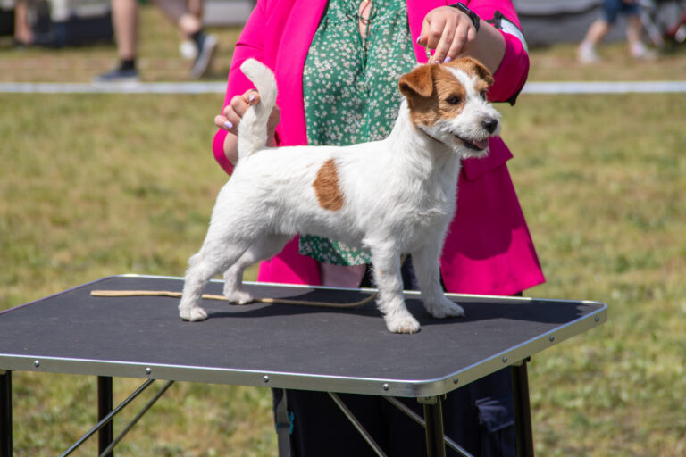 Jack Russell szczenięta