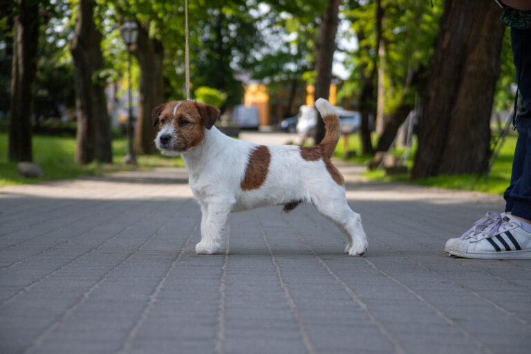 hodowla Jack Russell terrier