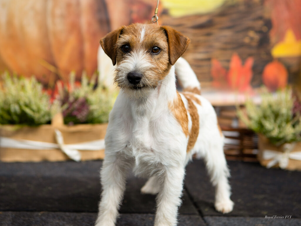 krycie Jack Russell terrier