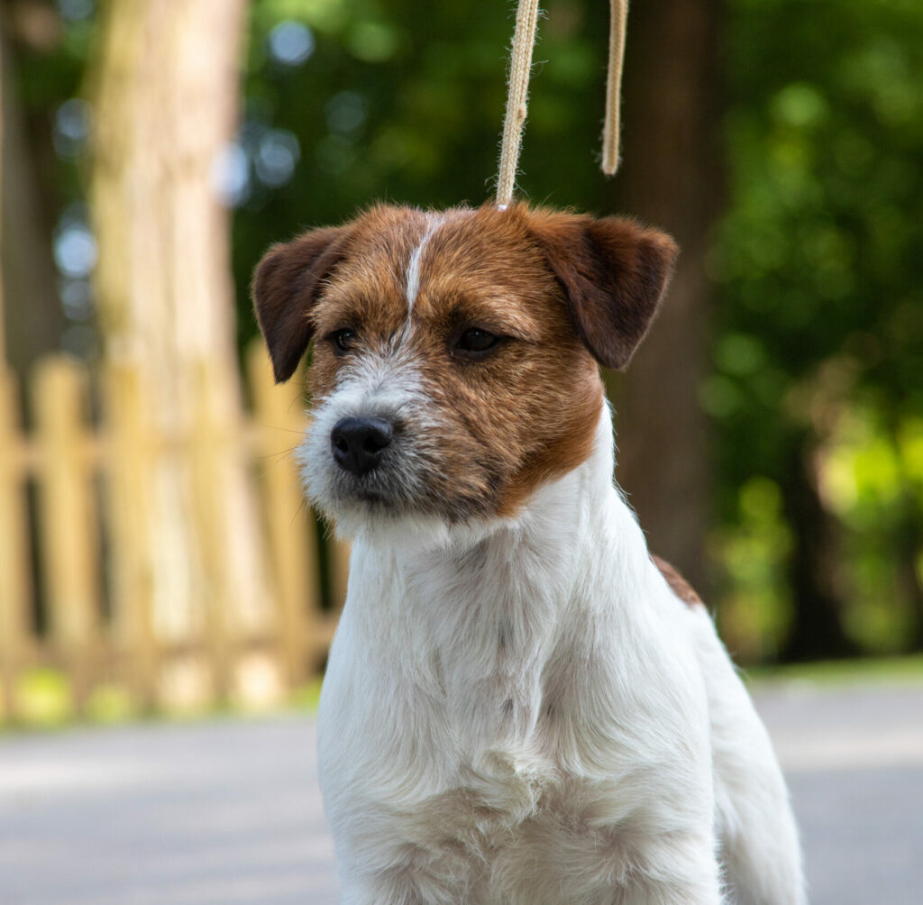 reproduktor Jack Russell terrier