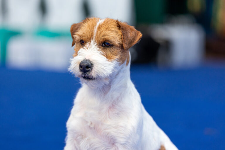 reproduktor Jack Russell terrier