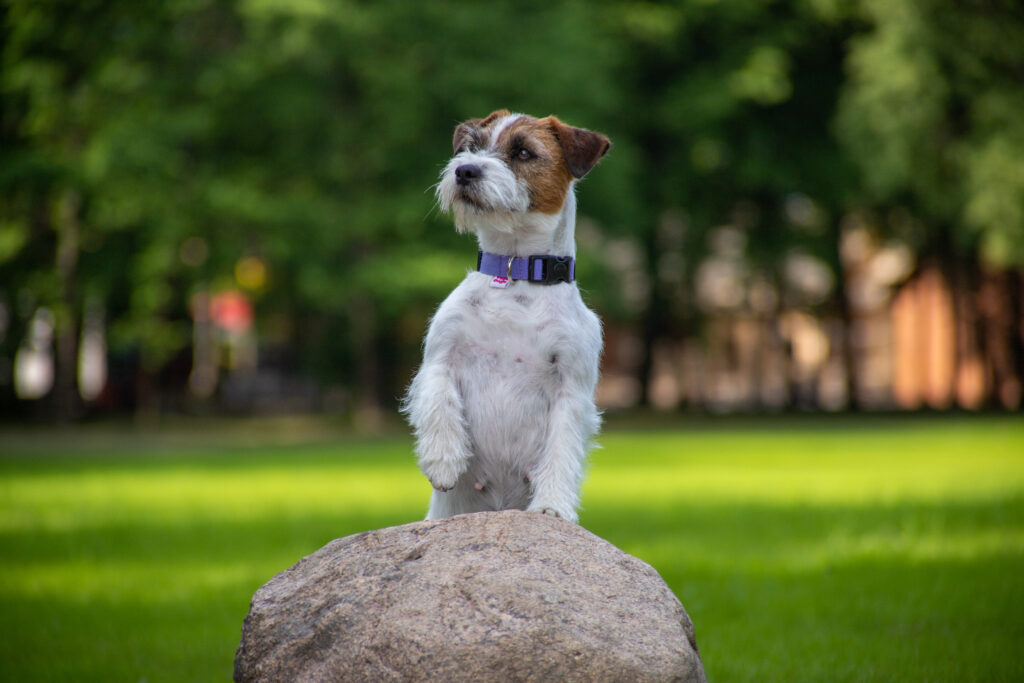 hodowla Jack Russell terrier Royal Terrier (FCI)