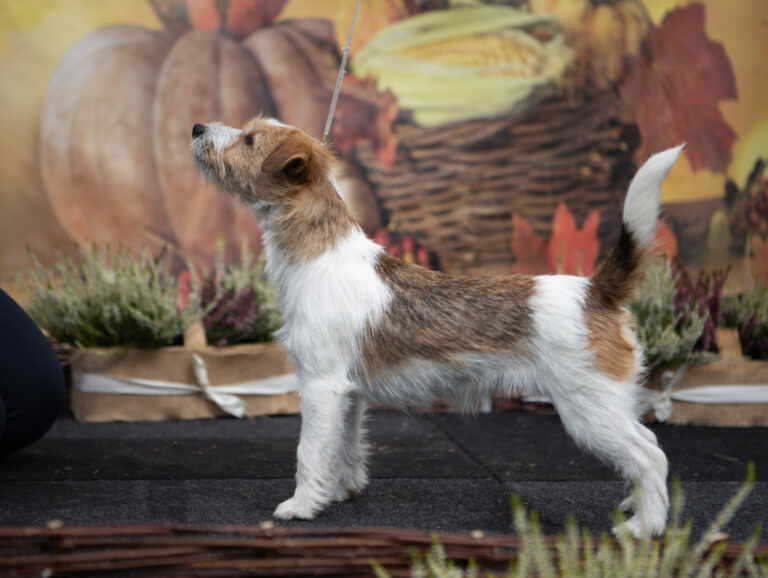 szczenięta Jack Russell terrier szorstkowłose