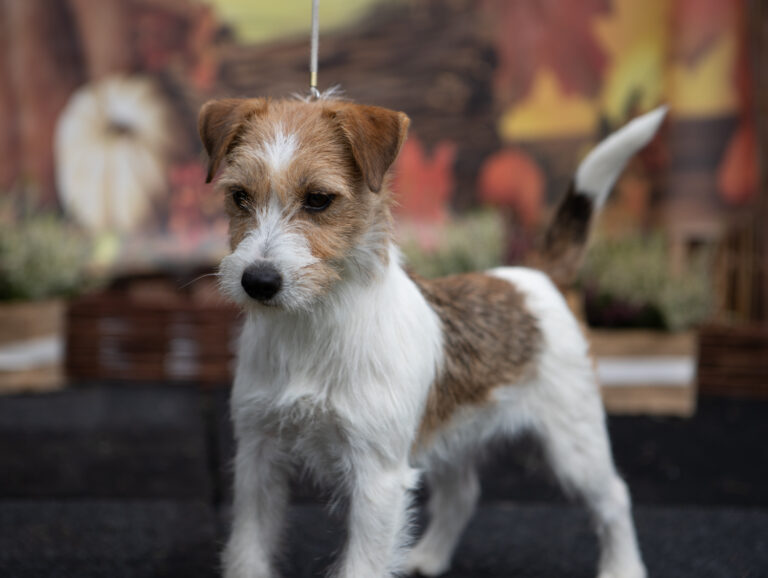 szczenięta Jack Russell terrier szorstkowłose