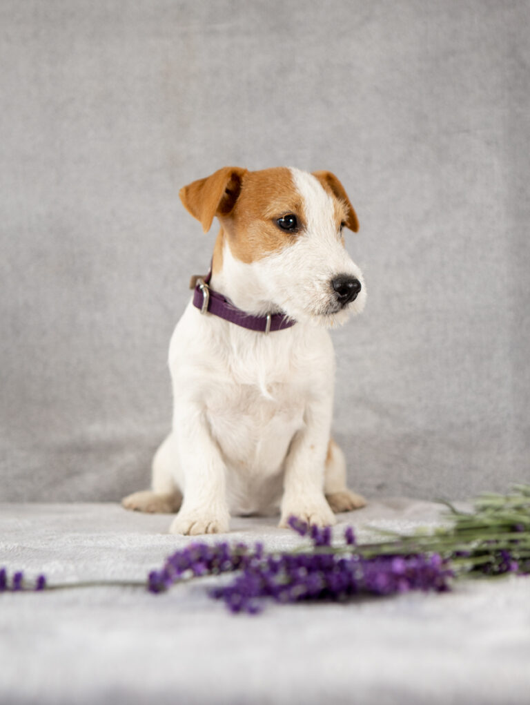 suczka Jack Russell terrier