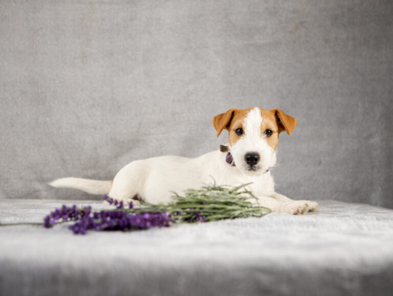 suczka Jack Russell terrier