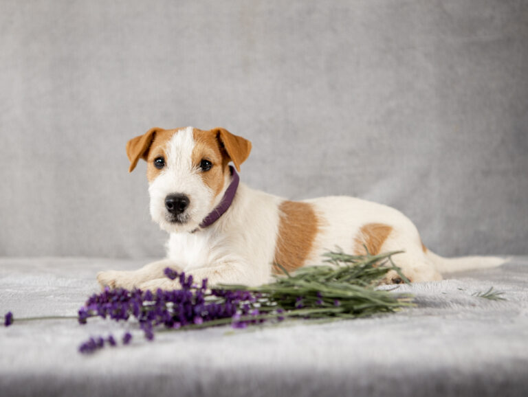 suczka Jack Russell terrier