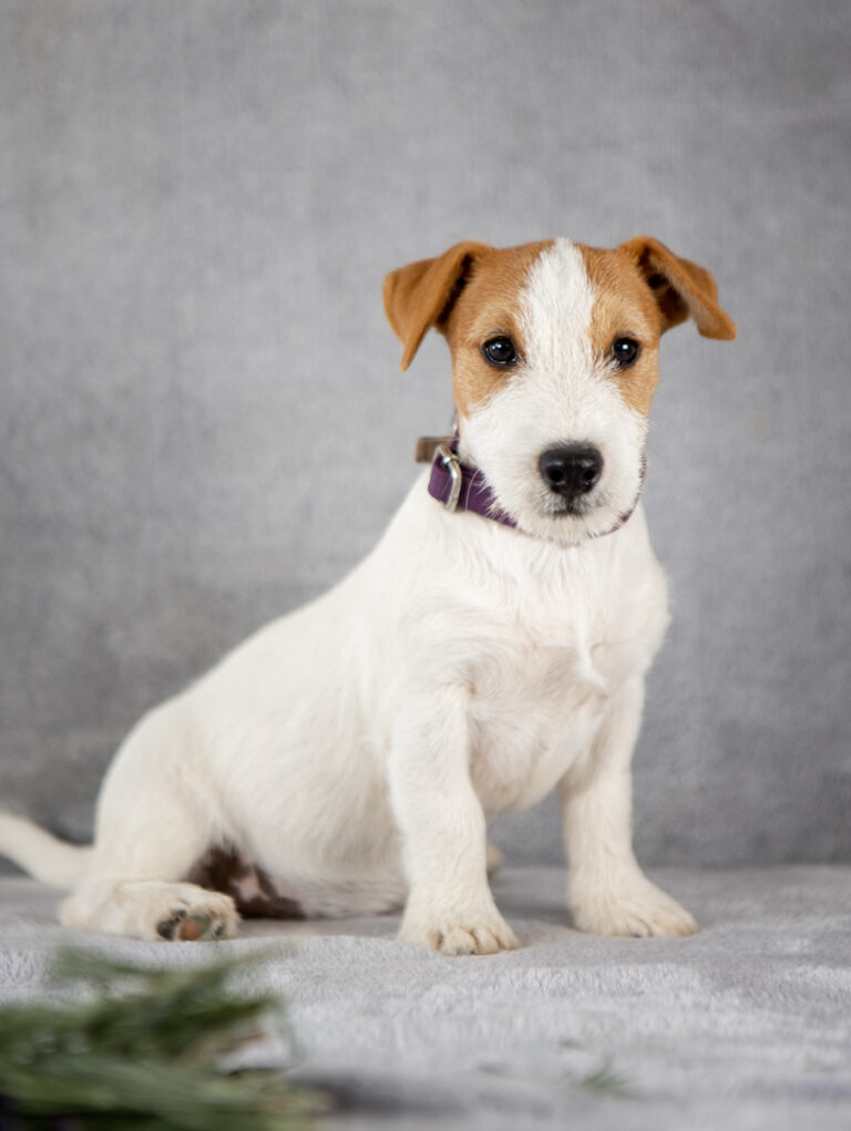 suczka Jack Russell terrier