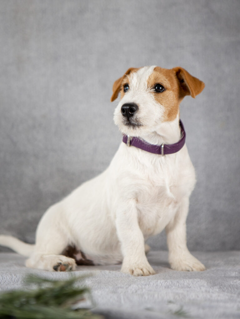 suczka Jack Russell terrier