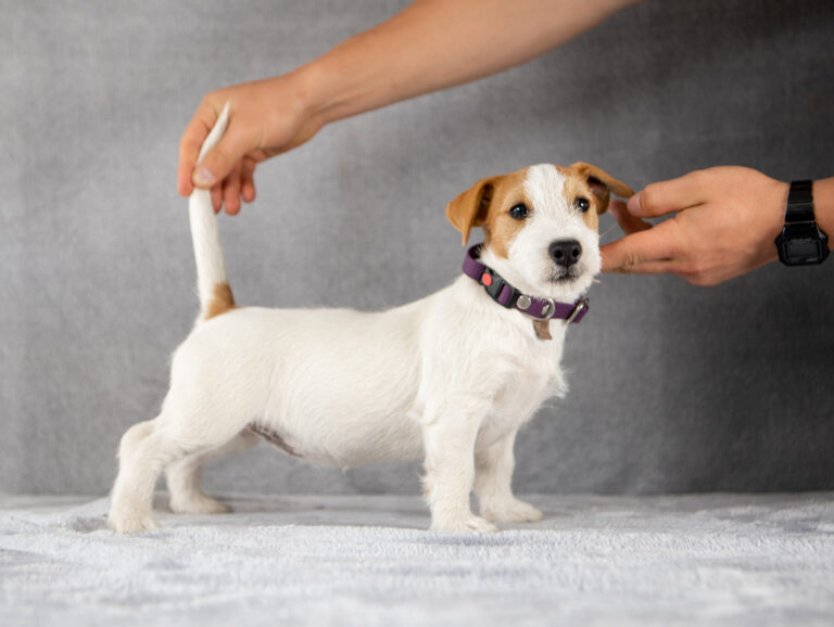 suczka Jack Russell terrier