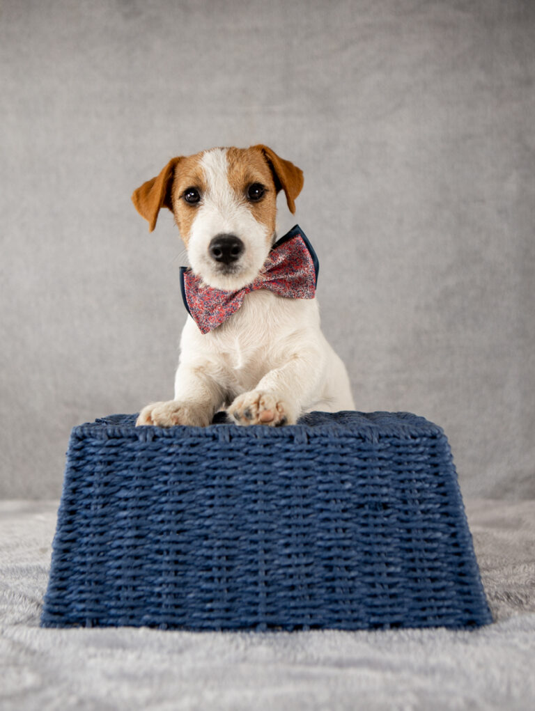 piesek Jack Russell terrier