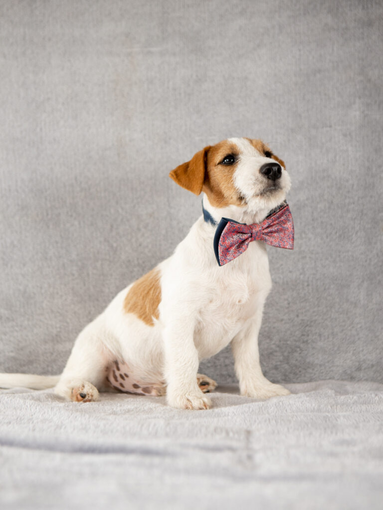 piesek Jack Russell terrier