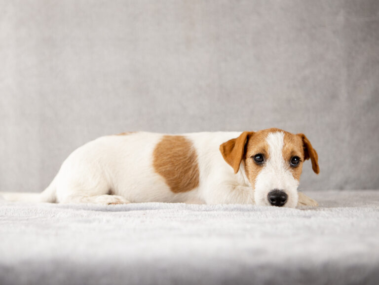 piesek Jack Russell terrier