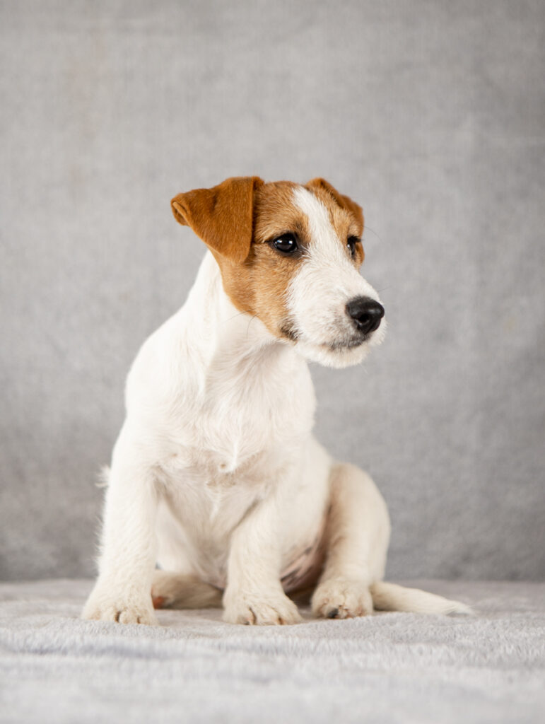 piesek Jack Russell terrier