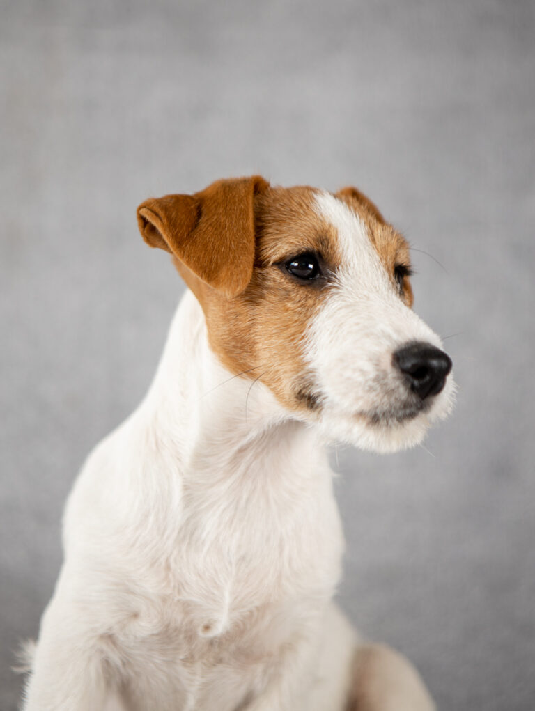 piesek Jack Russell terrier