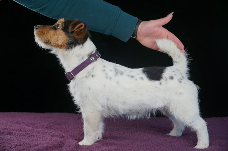 suczka Jack Russell terrier