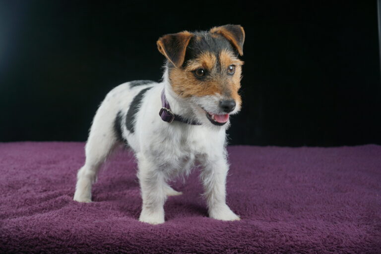 suczka Jack Russell terrier