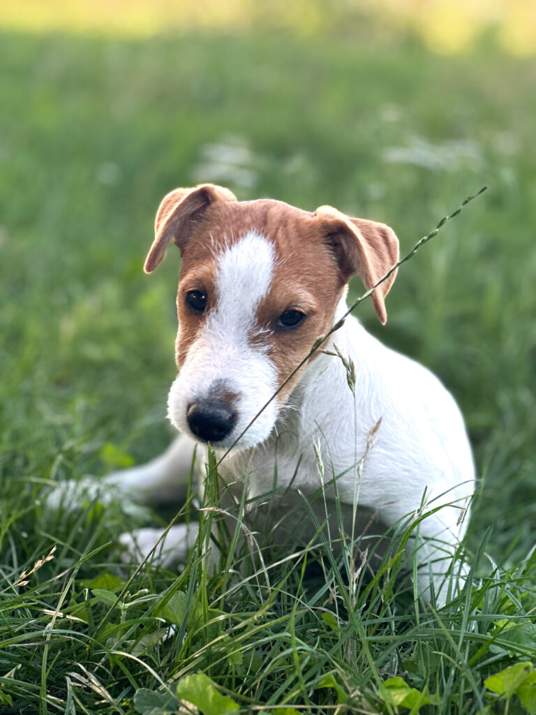 suczka Jack russell terrier