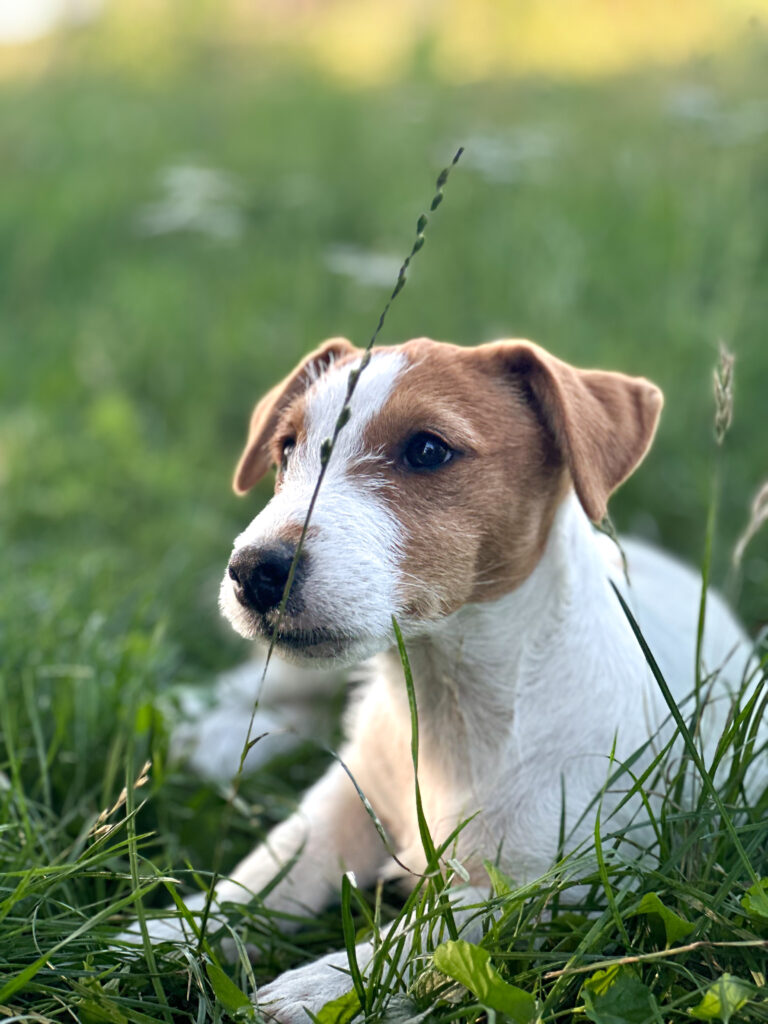 suczka Jack russell terrier