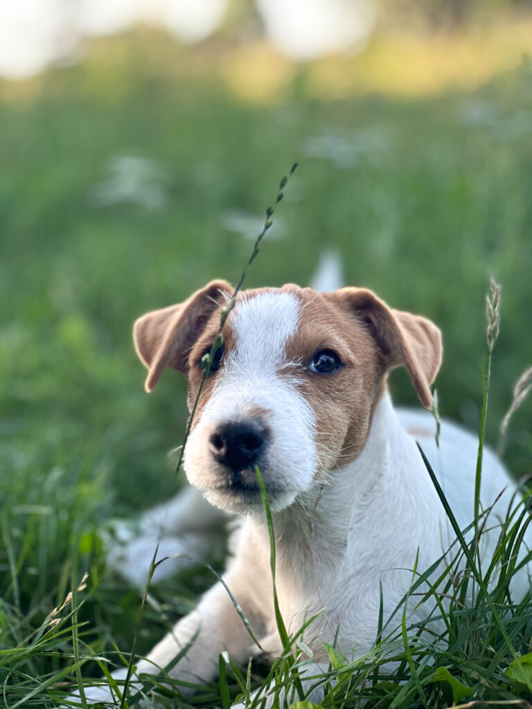 suczka Jack russell terrier