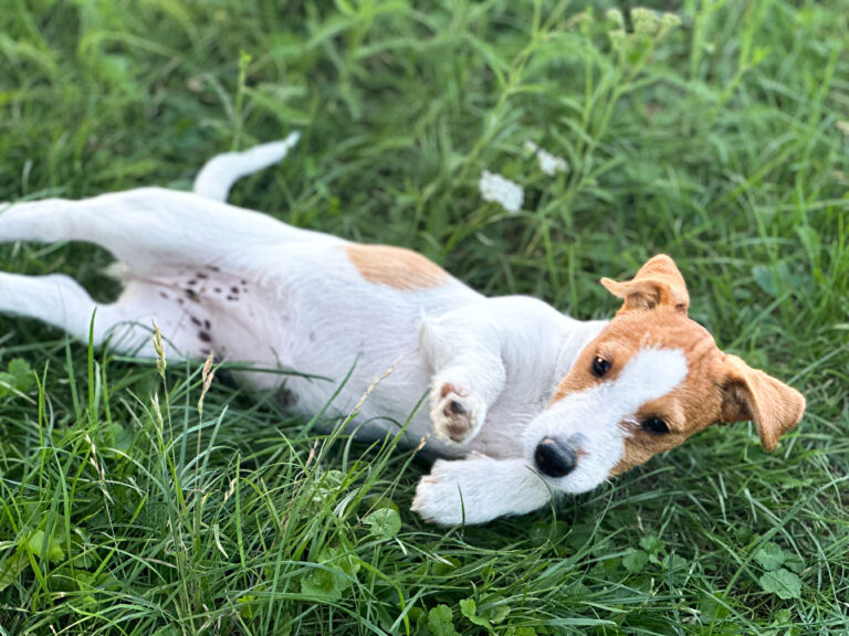 suczka Jack russell terrier