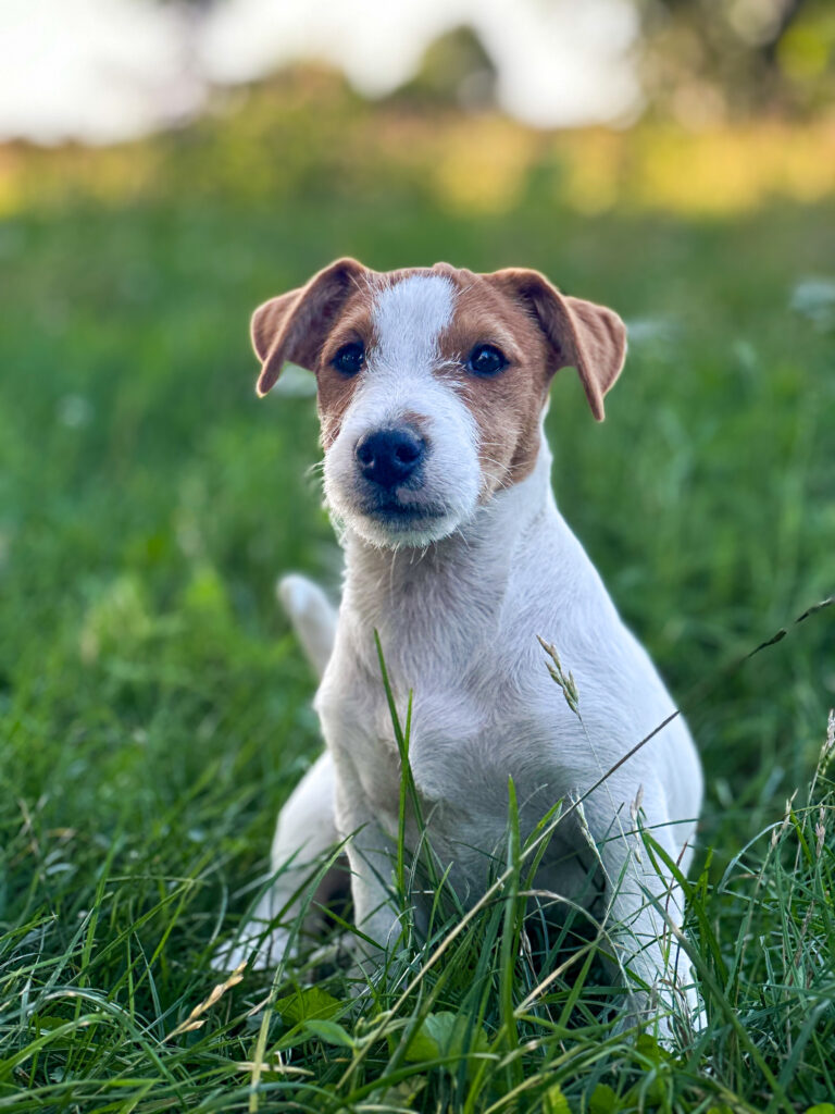 suczka Jack russell terrier