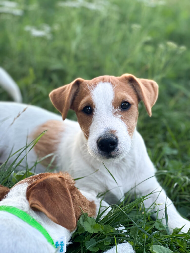 suczka Jack russell terrier