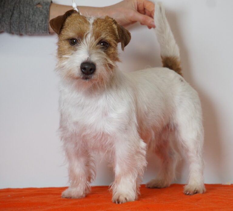 Jack Russell terrier