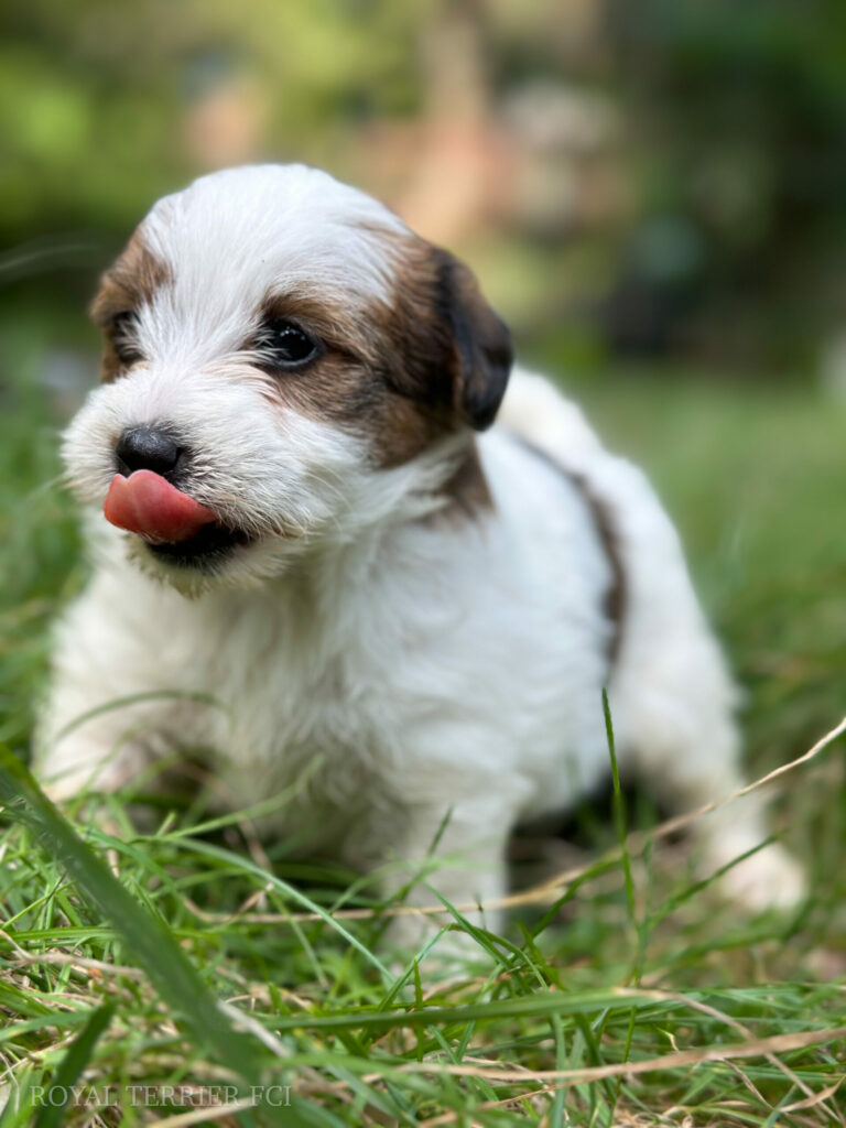 piesek Jack Russell terrier szorstkowłosy