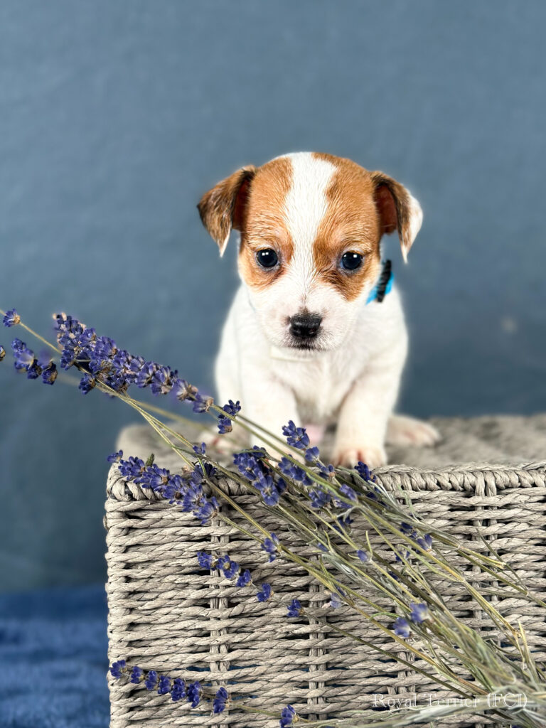 piesek Jack Russell terrier