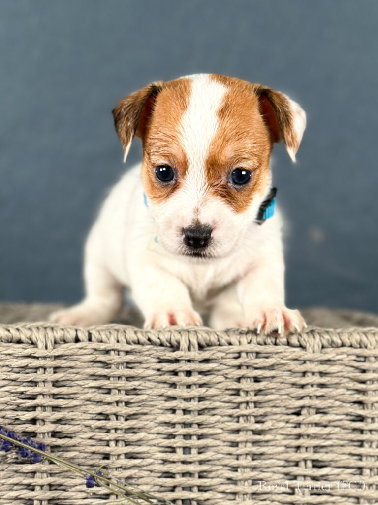 piesek Jack Russell terrier