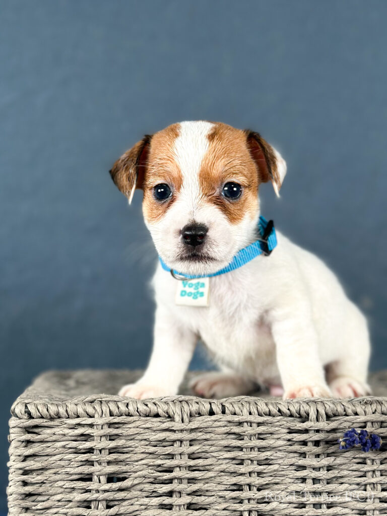 piesek Jack Russell terrier