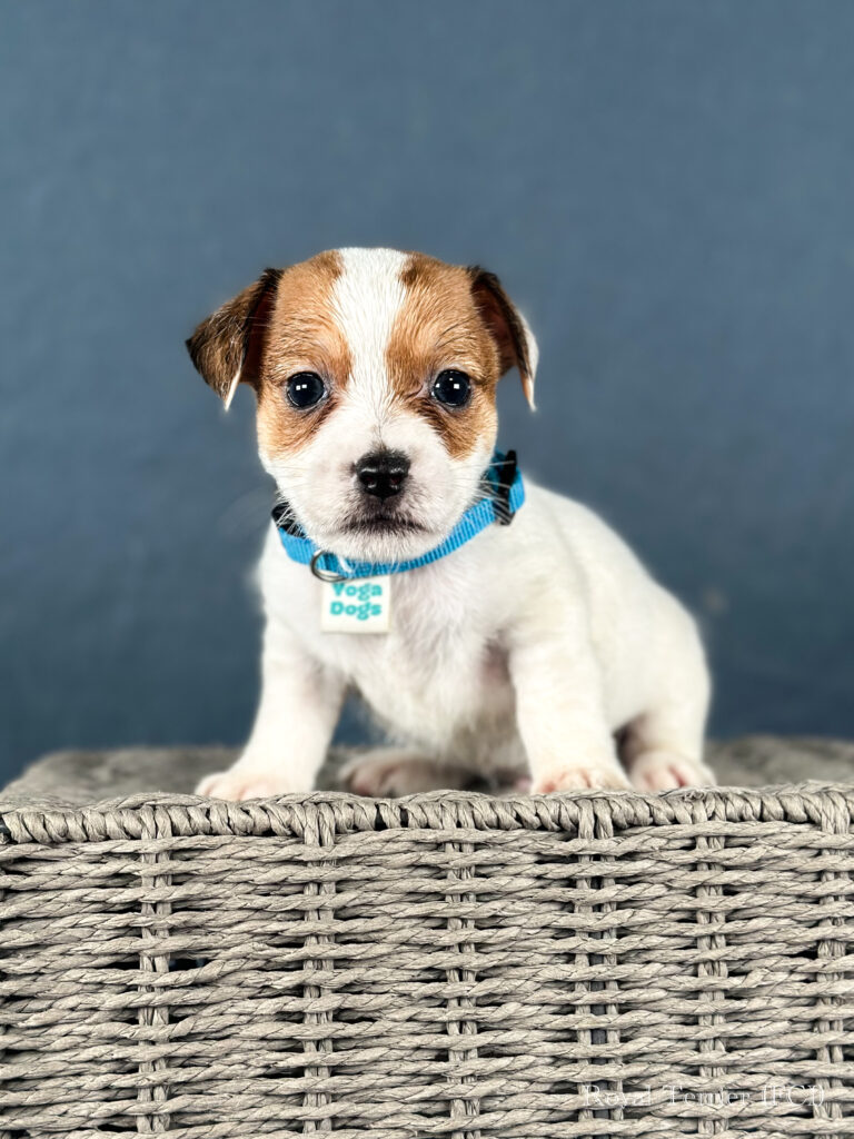 piesek Jack Russell terrier