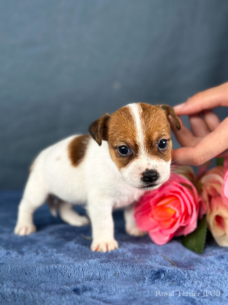 piesek Jack Russell terrier