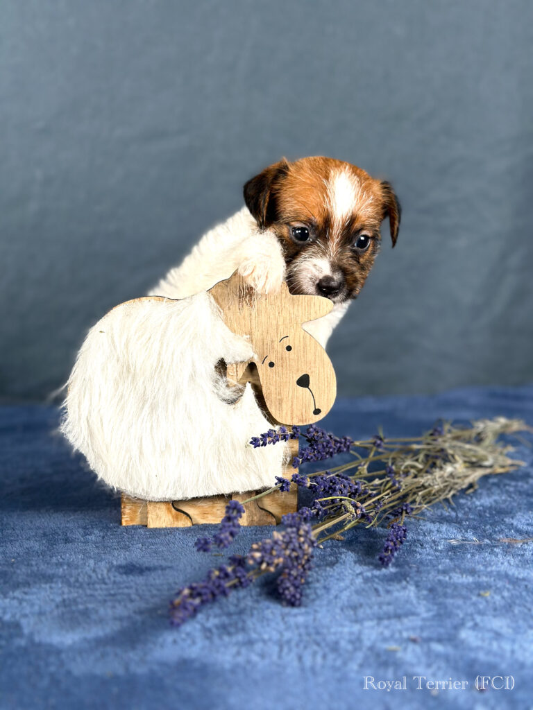 piesek Jack Russell terrier