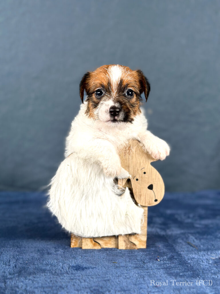 piesek Jack Russell terrier