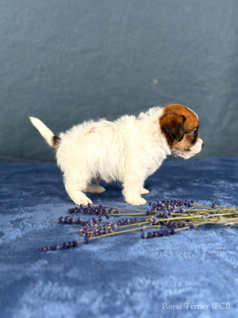 piesek Jack Russell terrier