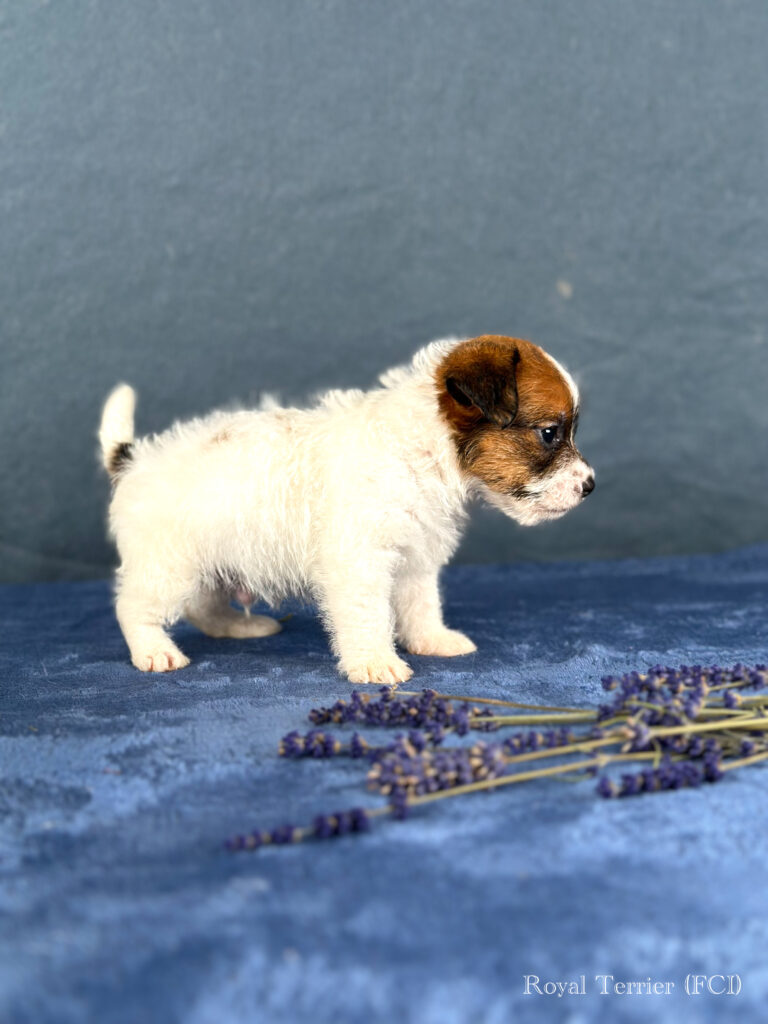 piesek Jack Russell terrier