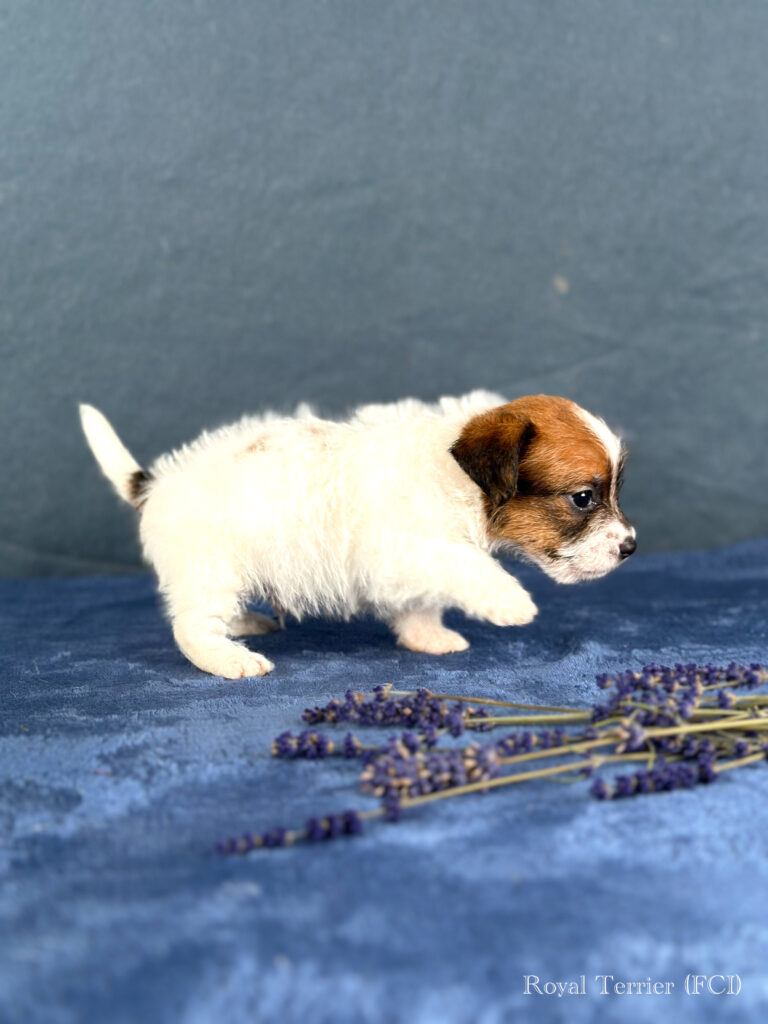 piesek Jack Russell terrier