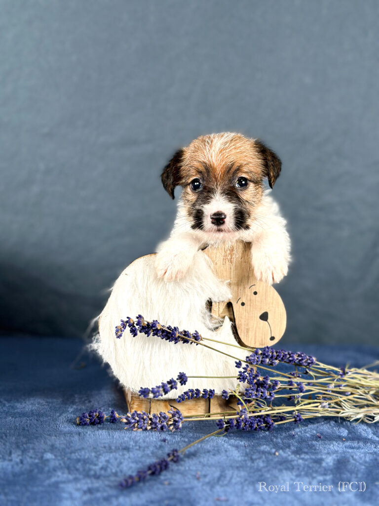 piesek Jack Russell terrier