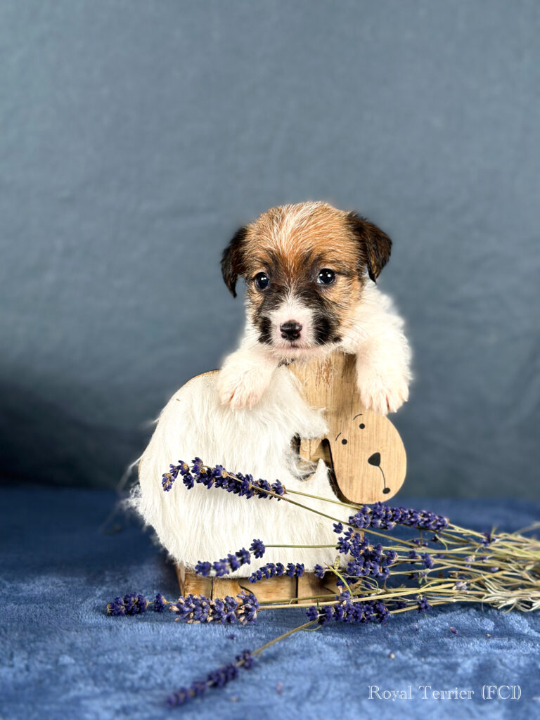 piesek Jack Russell terrier