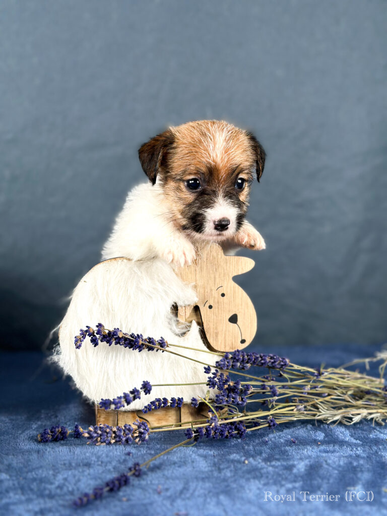 piesek Jack Russell terrier