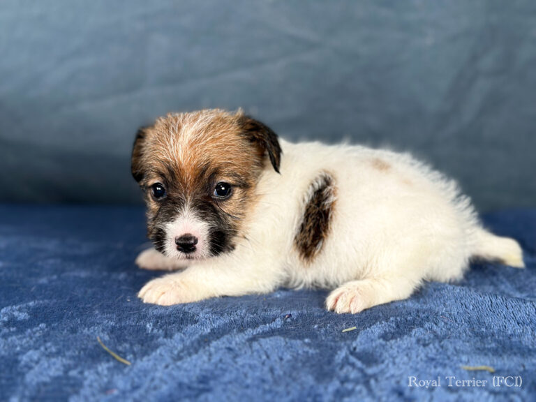 piesek Jack Russell terrier