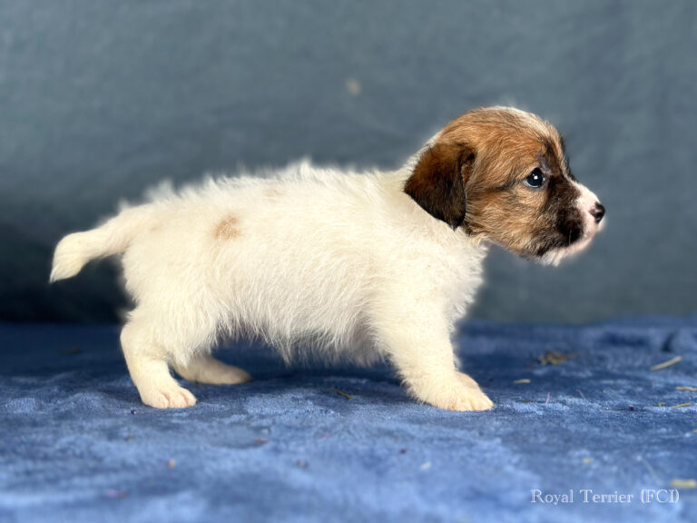 piesek Jack Russell terrier