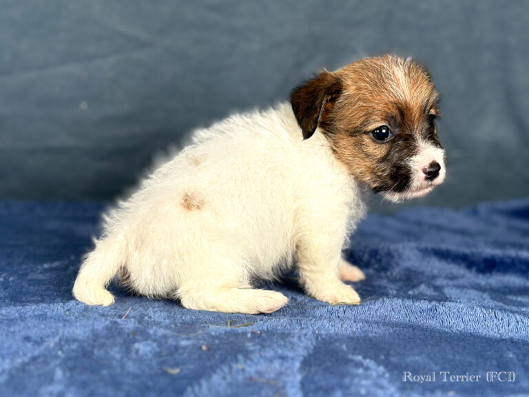 piesek Jack Russell terrier