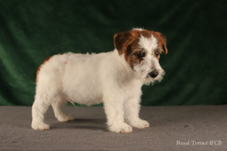 piesek Jack Russell terrier