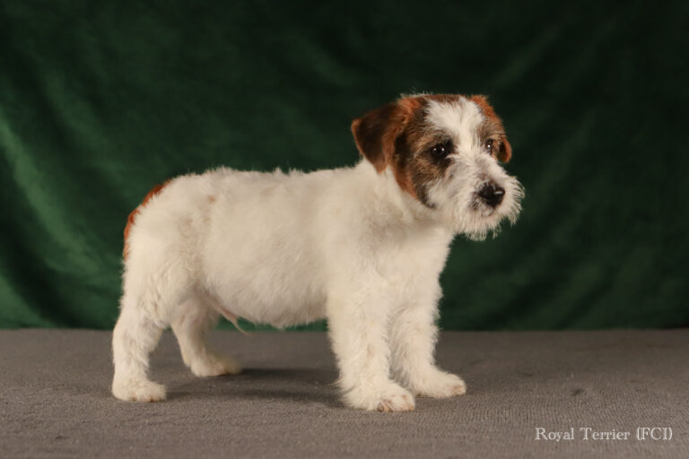 piesek Jack Russell terrier